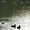 千葉公園の秋の鳥たち６