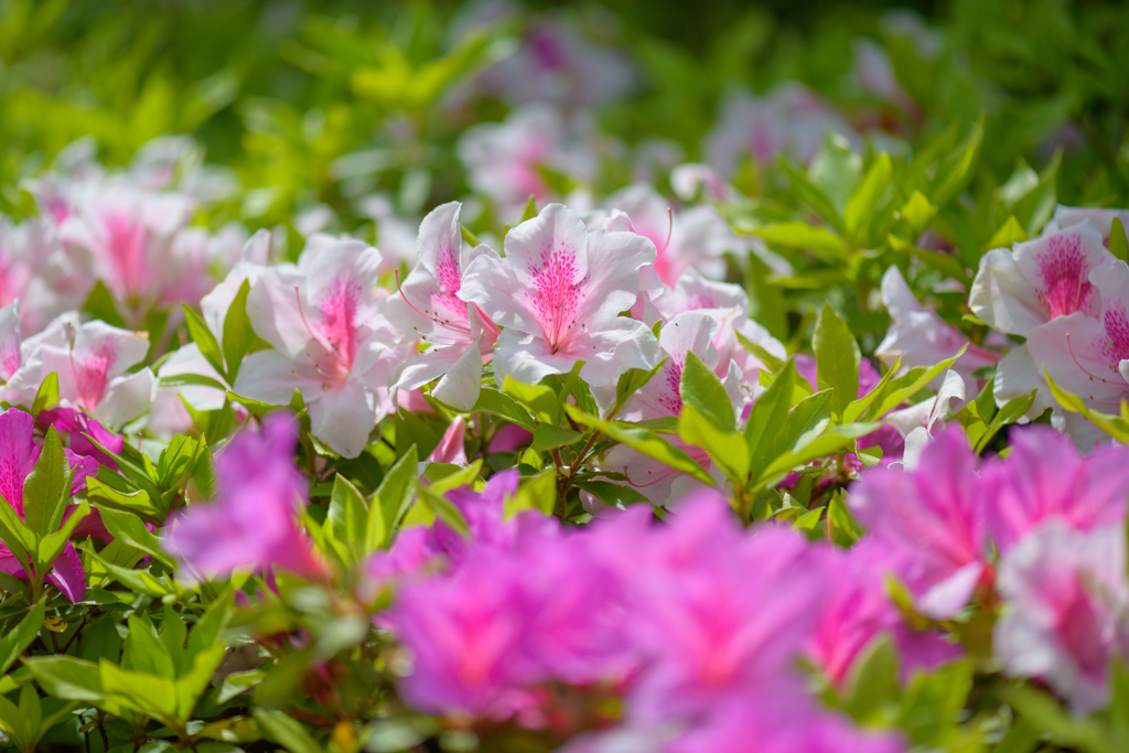 ５月の公園１