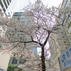 日本橋さくら通り３