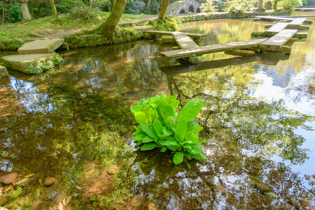 池に映る景色５