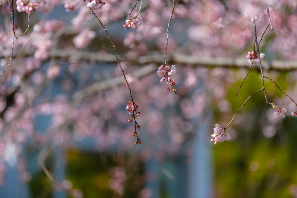 桜の開花進む千葉公園２