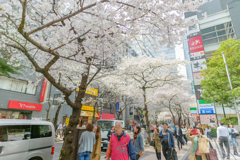 日本橋さくら通り４