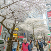 日本橋さくら通り４