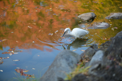 鶴の噴水の池で遊べ！