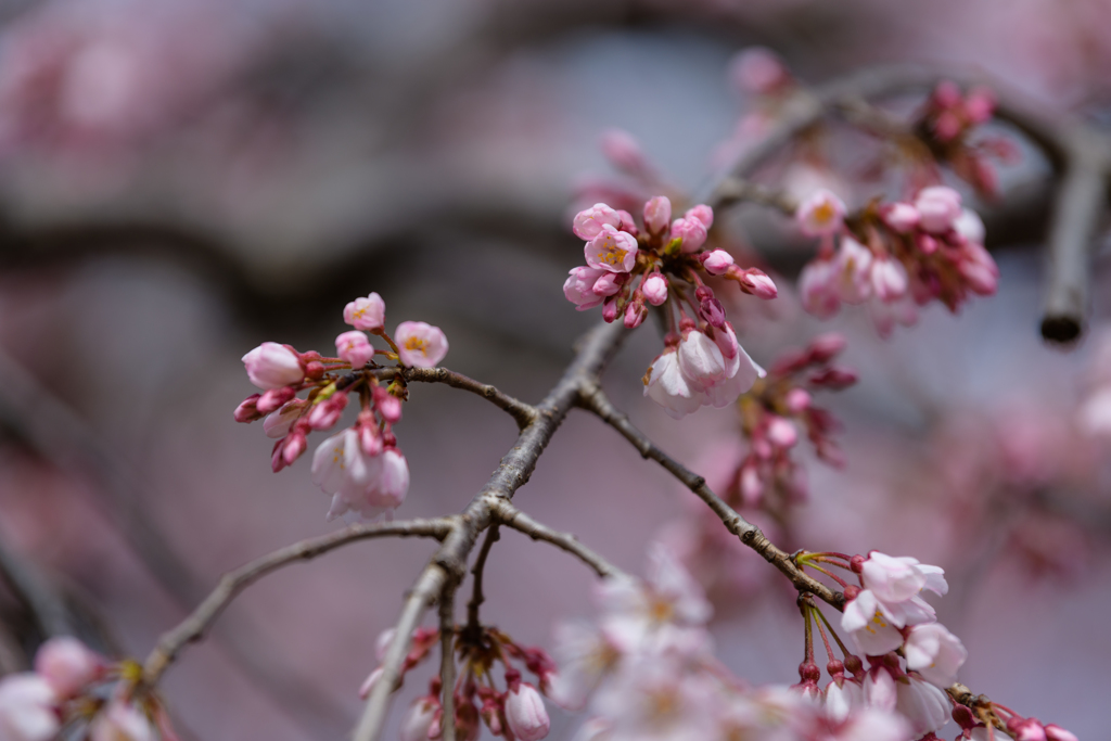 桜の開花進む千葉公園３