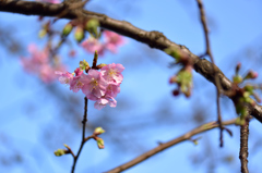 河津桜いろいろ３