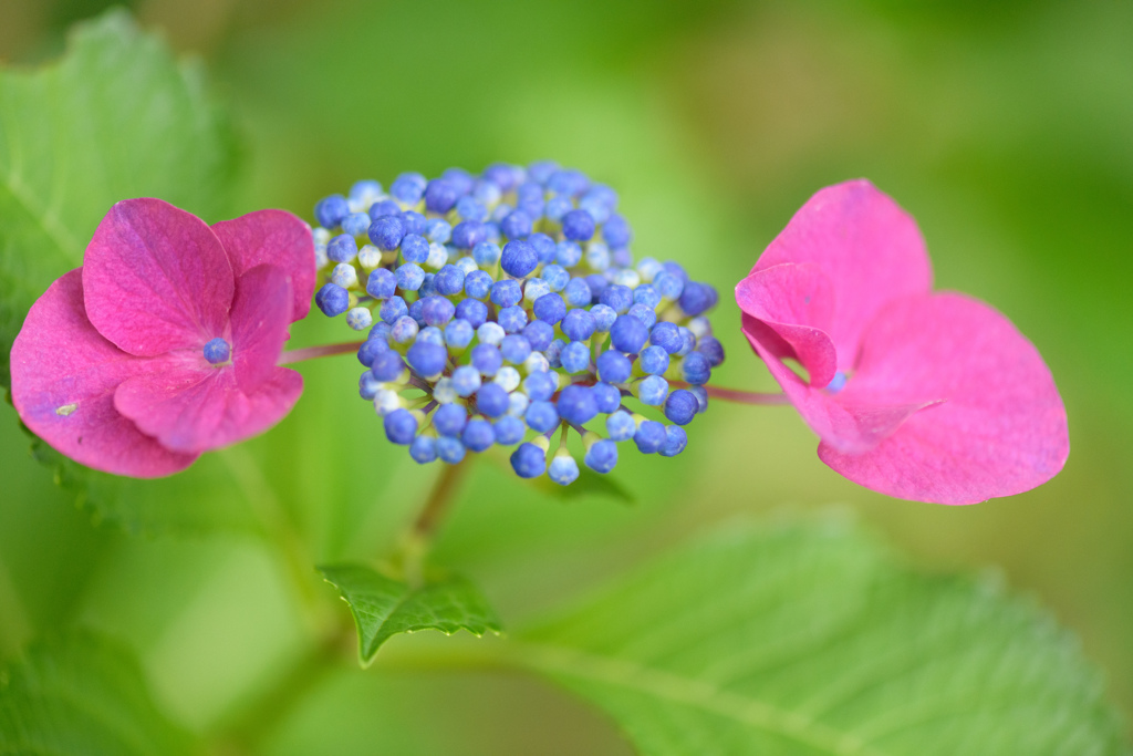 紫陽花いろいろ７