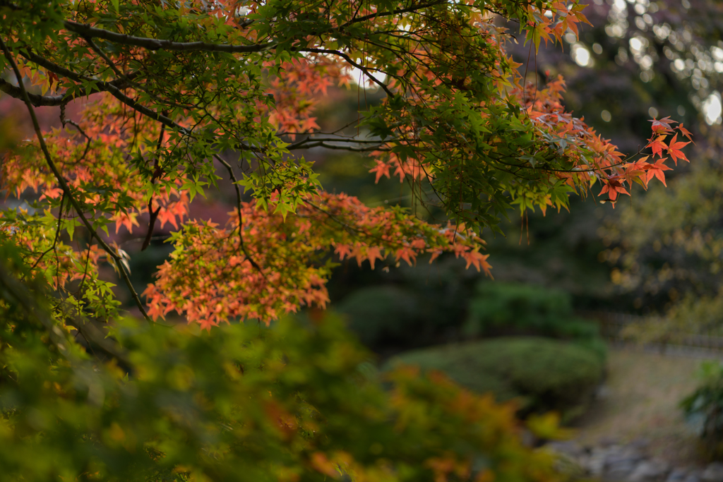 紅葉映え３