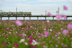 与田浦の秋桜２