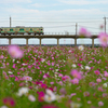 与田浦の秋桜２