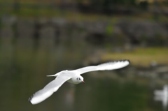 ユリカモメ飛来４