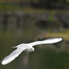 ユリカモメ飛来４