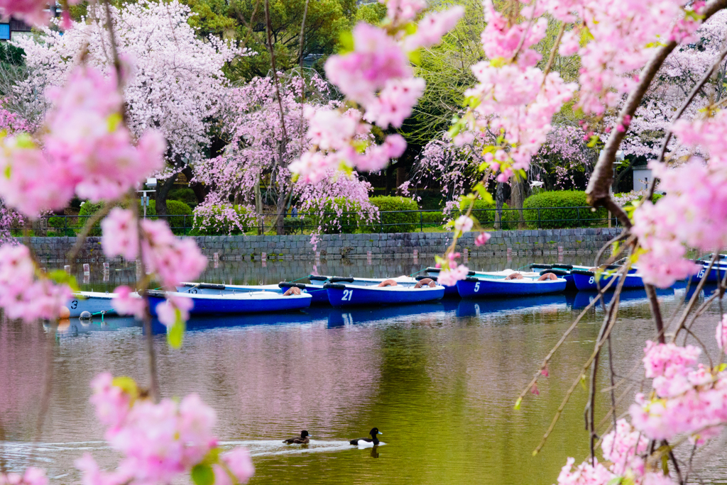 千葉公園の春３