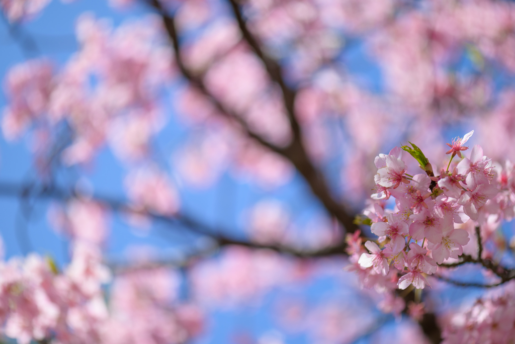 千葉公園の河津桜２