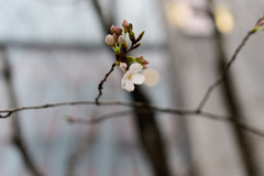 有楽町の桜２