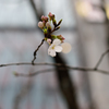 有楽町の桜２