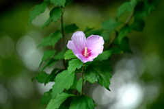 夏の千葉公園に健気に咲く花１