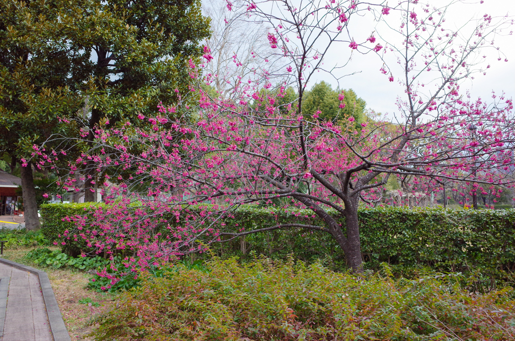 寒緋桜１