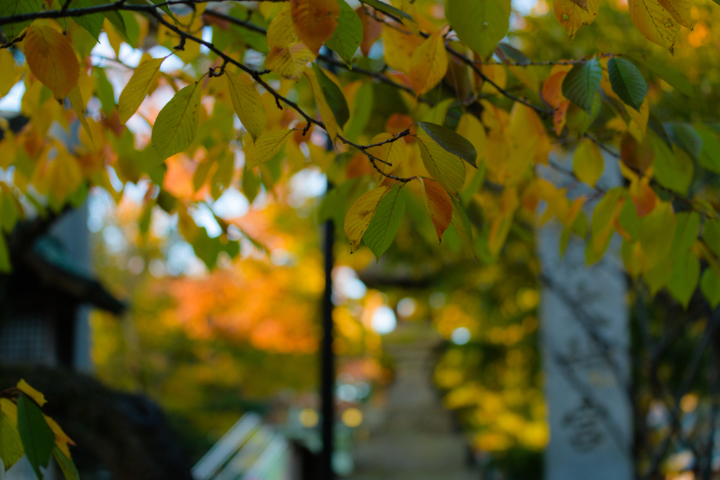 大神宮の紅葉２