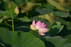 やっと開花２