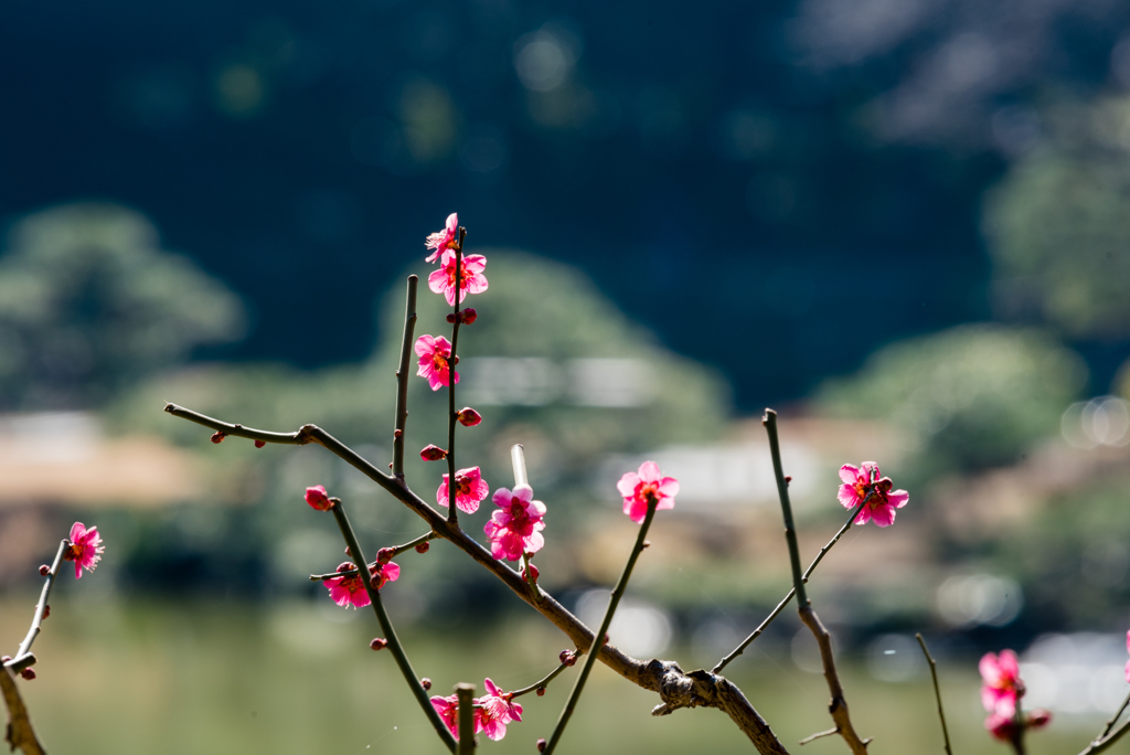 清澄庭園の花１