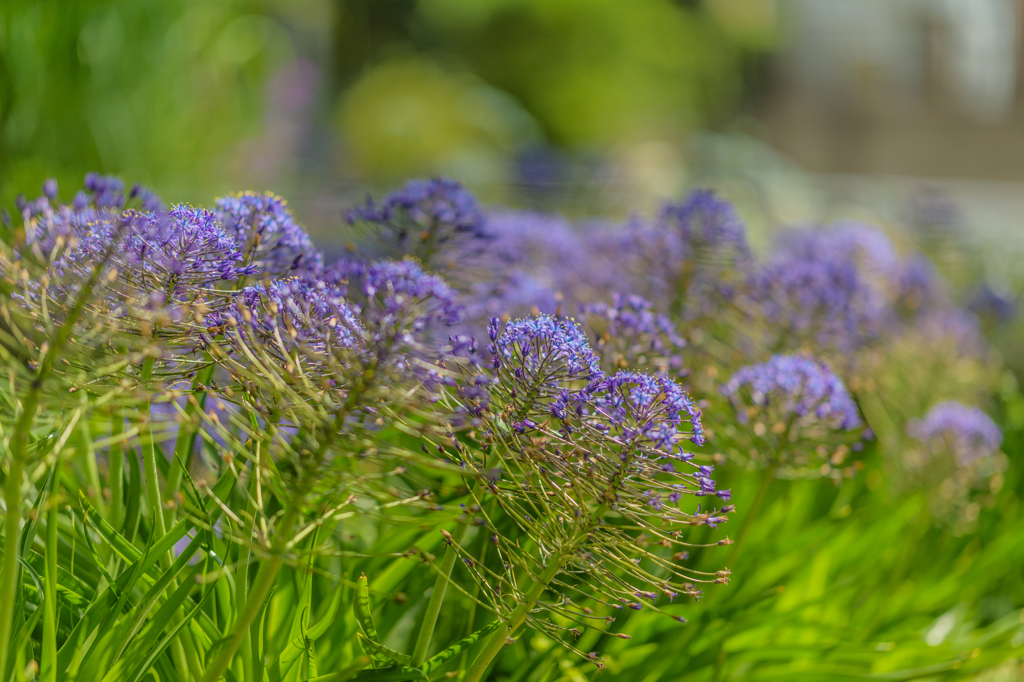 コロナ下の公園の花たち６