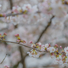光浴びたる桜花