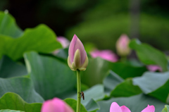 蕾（つぼみ）の古代蓮