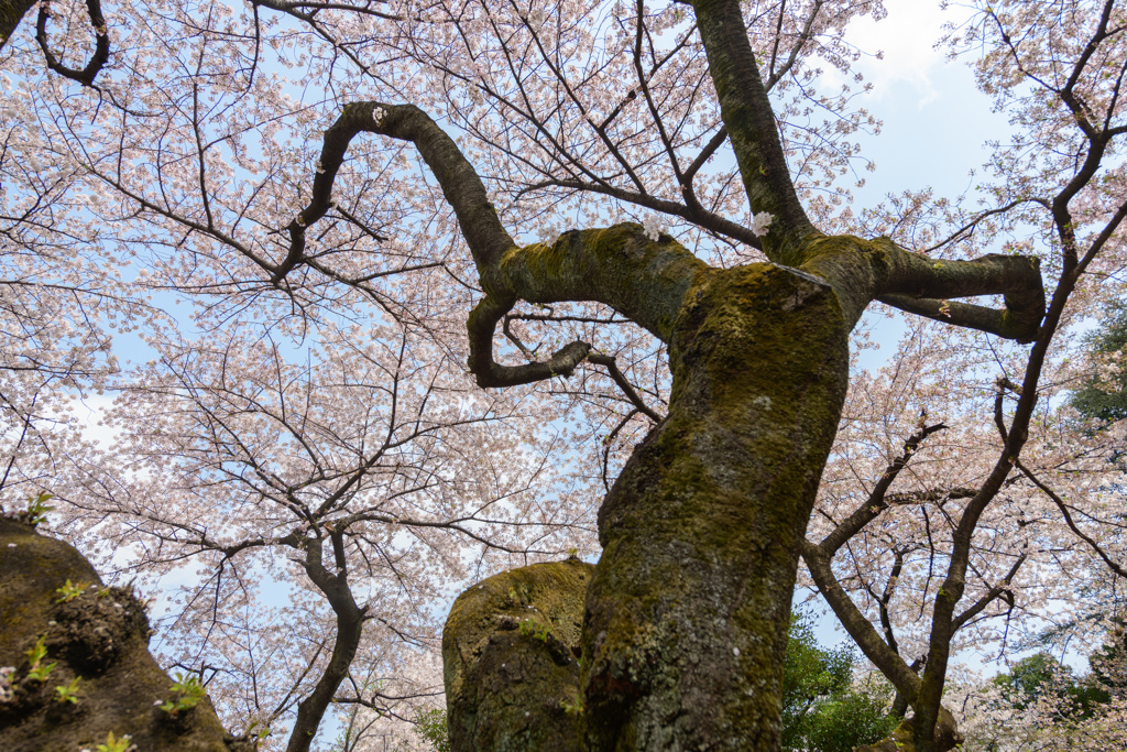 新宿御苑の桜１１