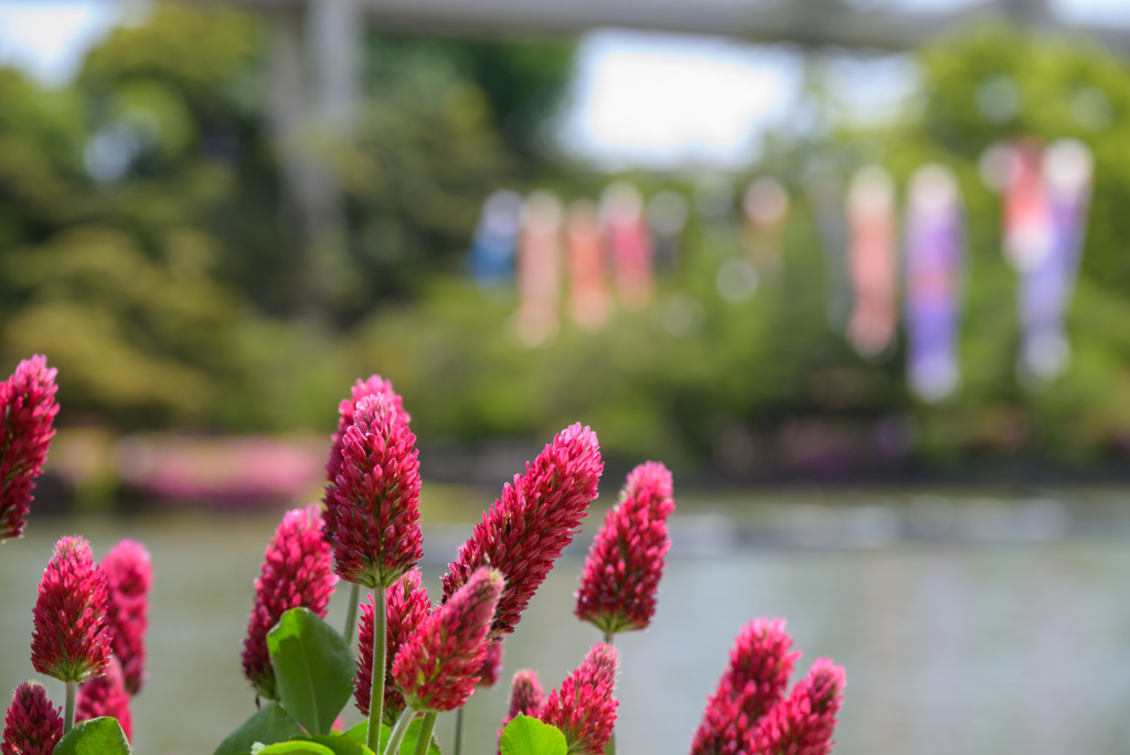 初夏に向かう公園２