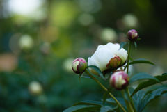 白芍薬の開花