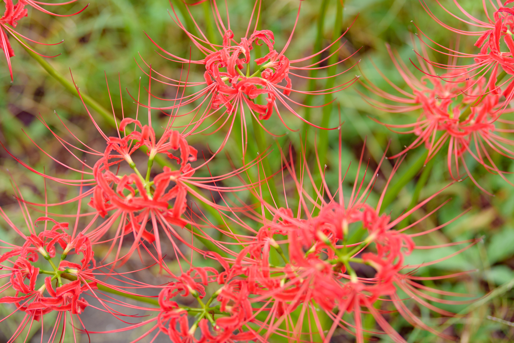 彼岸に咲く花〜ヒガンバナ３