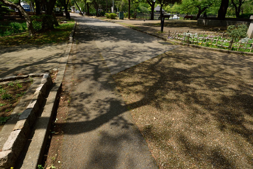 写り樹