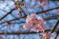 早く行き過ぎた河津桜まつり６