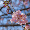 早く行き過ぎた河津桜まつり６