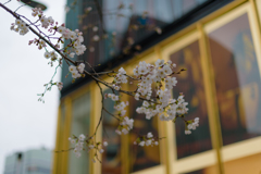 有楽町の桜３
