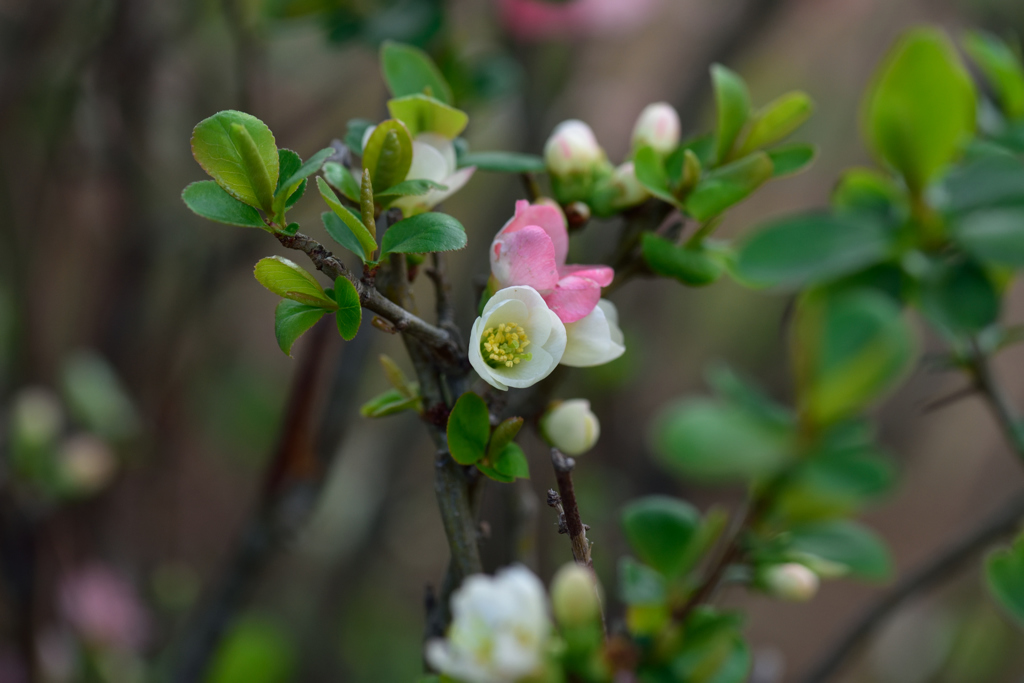 ようやく花のある公園で４