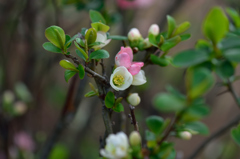 ようやく花のある公園で４