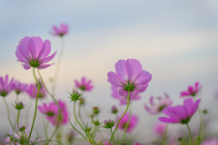 与田浦の秋桜