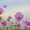 与田浦の秋桜