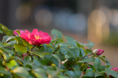 冬を彩る花８