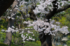 庭園の桜４