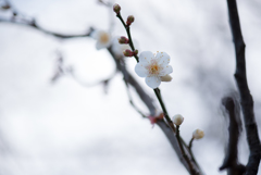 厳冬に咲く花〜白梅１