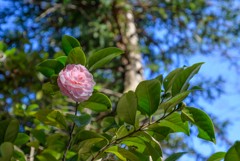 冬散歩の花