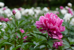 華やぐ芍薬