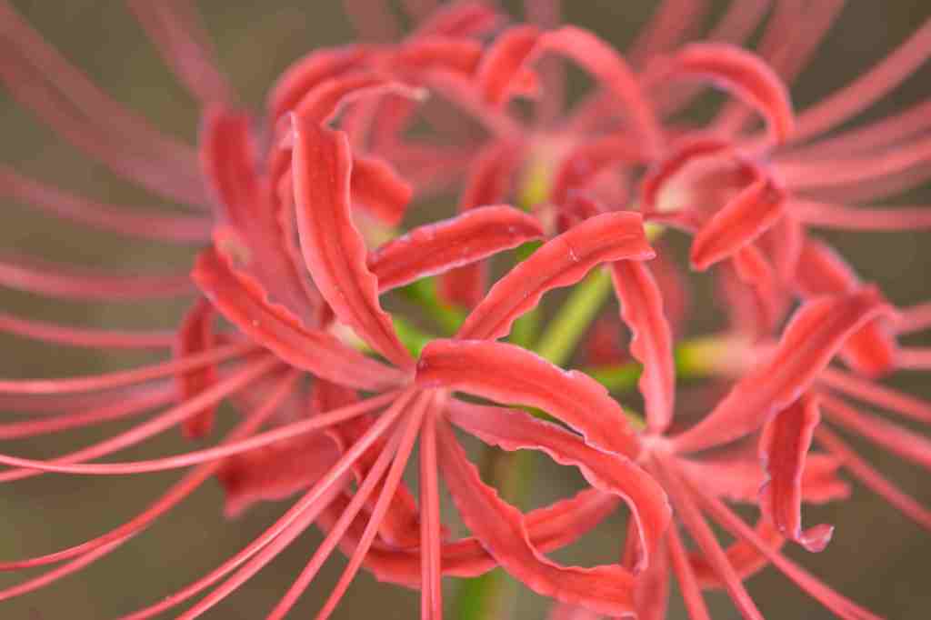 彼岸花盛りの千葉公園６