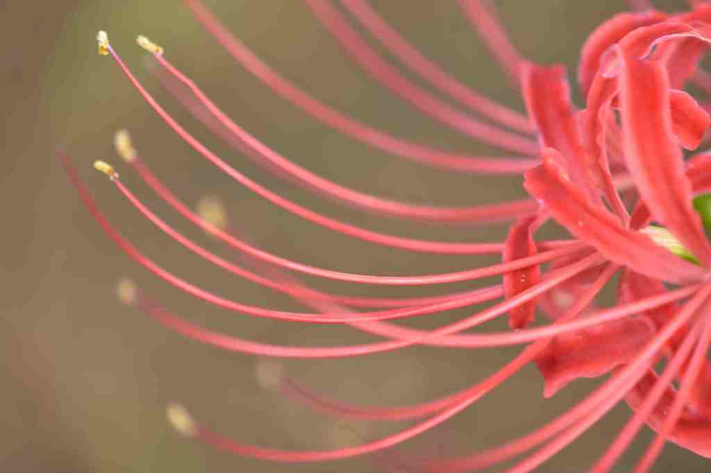 彼岸花盛りの千葉公園５