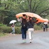 突然の雨もまた宜し！
