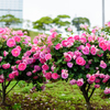 千葉ポートパークの薔薇４