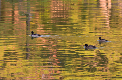 千葉公園の秋の鳥たち２
